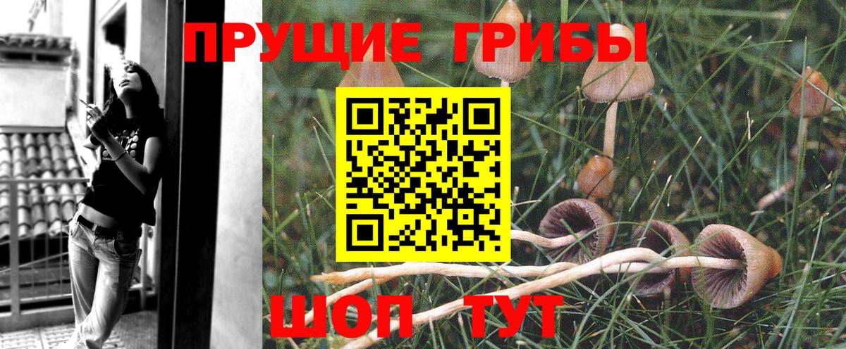 Псилоцибиновые грибы GOLDEN TEACHER Кудымкар